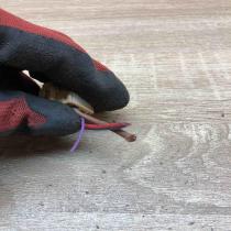 8D0937731 1355356  Other wiring loom Audi A4 S4 B8 8K